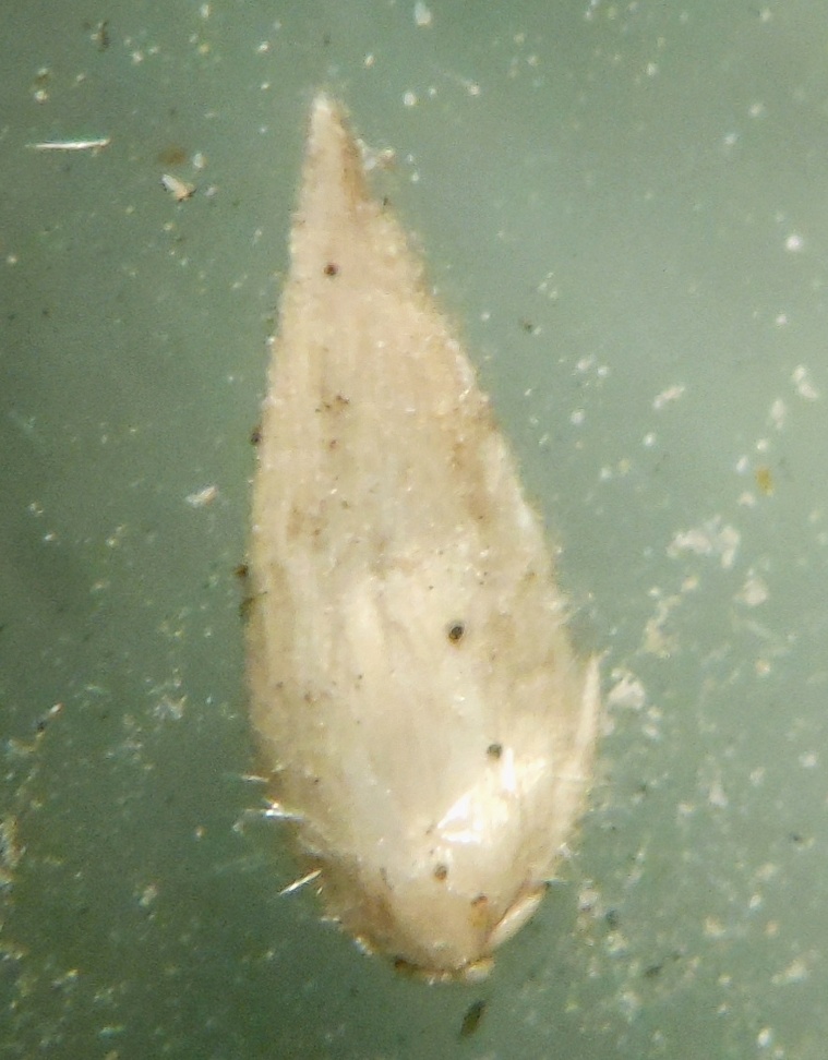 Phalaris aquatica L. / Scagliola bulbosa